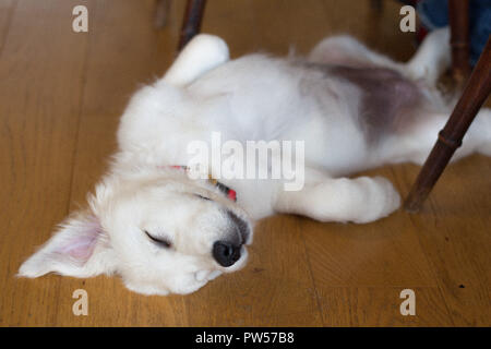 Golden Retriever Welpe Stockfoto