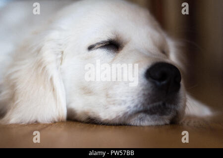 Golden Retriever Welpe Stockfoto