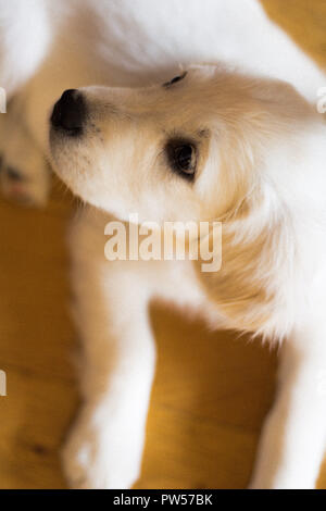 Golden Retriever Welpe Stockfoto