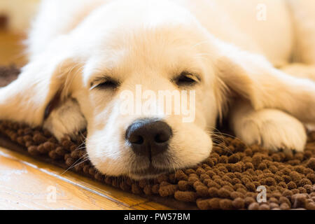 Golden Retriever Welpe Stockfoto