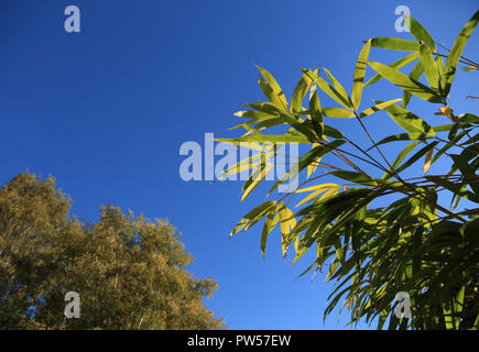 Sonnenlicht durch Bambus vor blauem Himmel in einem britischen Garten verlässt. Stockfoto