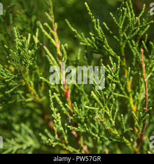 Tamariske (Tamarix gallica) fast zweifellos Strauch in Newquay, Cornwall wachsen. Teile der Tamariske in der Kräutermedizin verwendet. Stockfoto