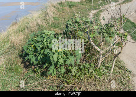 Baummallow / Lavatera arborea Exemplar wächst an der Küste von Cornwall. Unkraut wächst auf Küstenweg. Stockfoto