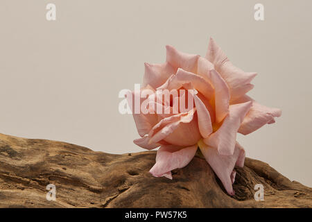 Eine rosa Rose in voller Blüte auf ein Protokoll mit einem klaren Hintergrund hinter Stockfoto