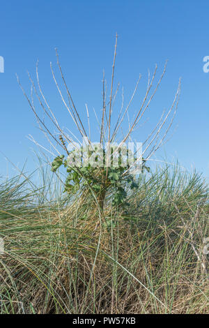 Baum/Malve Lavatera arborea Muster wächst an Cornwalls Küste Stockfoto