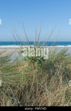 Baum/Malve Lavatera arborea Muster wächst an Cornwalls Küste Stockfoto