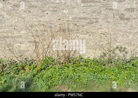 Frühe Laub (Oktober) von Alexanders/Smyrnium olusatrum neben Steinmauer wächst. Alexanders ist ein essbarer hat wilde Pflanze. In den Unkräutern. Stockfoto