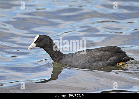 Ein Blässhuhn (Fulica atra) waten auf einem See Oberfläche Stockfoto