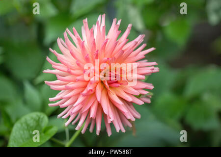 Close-up Dahlia Präferenz Blume in einem Garten. Stockfoto