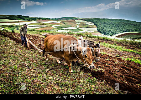 Erstaunlich Felder von Reis im nördlichen China - von Dan Yeger fotografiert. Stockfoto