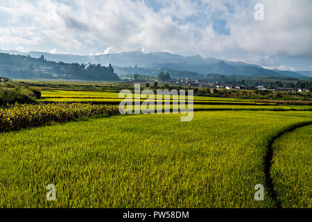 Erstaunlich Felder von Reis im nördlichen China - von Dan Yeger fotografiert. Stockfoto