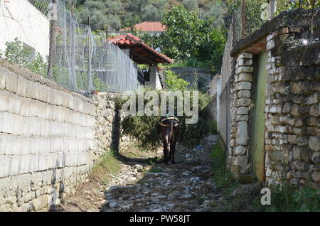 Ein Esel trägt eine große Last von Heu in ländlichen Albanien Stockfoto