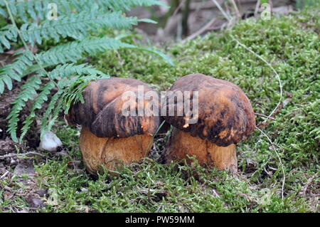 Boletus aereus, Steinpilze, Champignon,, dunkle Cep, aus einem Eichenwald. Stockfoto