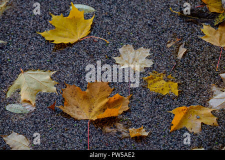 Gelb-rote Ahornblätter floating in blühenden Wasser. Stockfoto