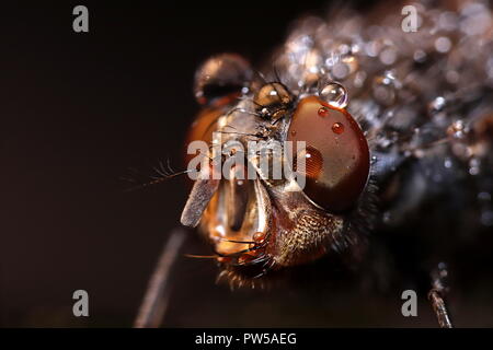 Big Fly Abdeckung mit Wassertropfen Makro Stockfoto