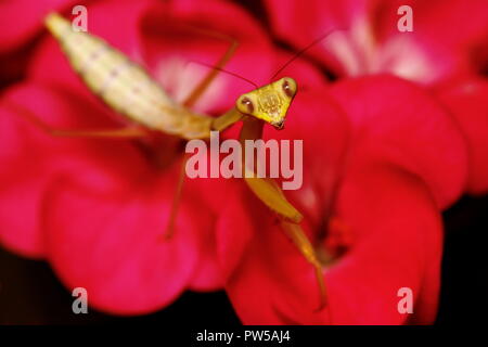 Gottesanbeterin Hierodula venosa riesigen asiatischen Mantis Stockfoto