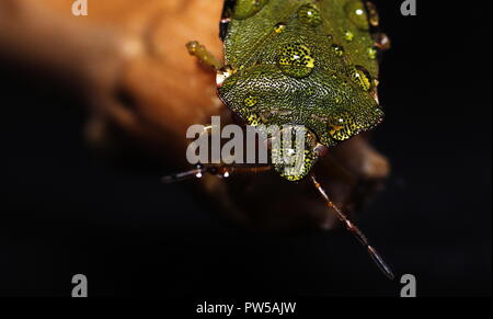 Grüne Schild bug in Wassertropfen Makro Nahaufnahme Foto Stockfoto