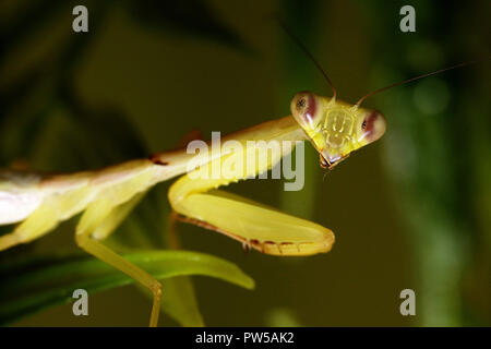 Gottesanbeterin Hierodula venosa riesigen asiatischen Mantis Stockfoto