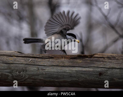 Chickadee Flucht Stockfoto