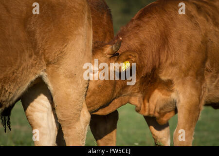 Limousin Kalb (Bos primigenius taurus) trinken an der Mutter Stockfoto