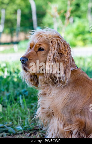 Porträt einer ernsten Wunderschöne zottelige braune Cocker Spaniel hund stehen auf Gras und auf der linken Seite des Bildes. Das Tier ist unter einem Tre Stockfoto