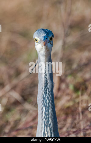 Nahaufnahme, Porträt der Graureiher (Ardea cinerea) von vorne. Der Vogel ist mit einem intensiven Blick. Stockfoto