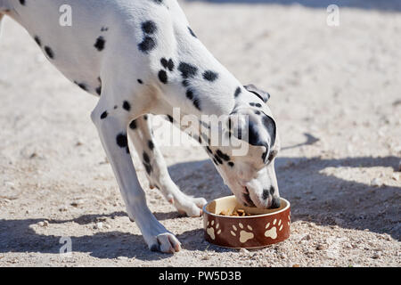 Dalmatiner Welpe frisst Trockenfutter aus einer Schüssel Stockfoto