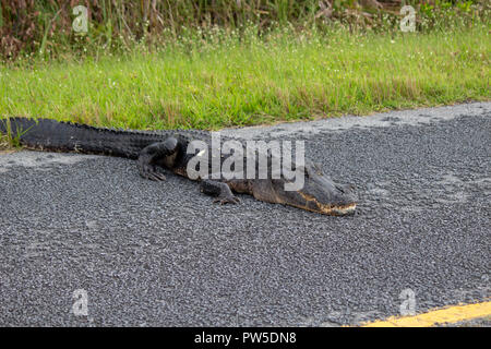 Alligator ruht auf einer Straße in den Everglades National Park, Florida, USA Stockfoto