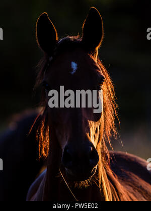 Ein schönes Pferd Porträt im Gegenlicht mit der mähne gefärbt durch die Sonne. Stockfoto