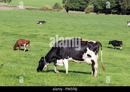 Eine Herde von friesische Kühe (UK) essen Gras auf einem Bauernhof in Yorkshire. Stockfoto