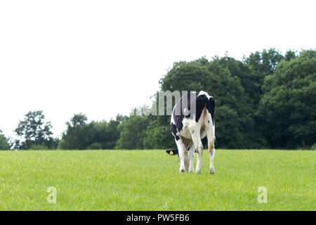 Eine friesische Bullock (UK) essen Gras auf einem Bauernhof in Yorkshire. Stockfoto