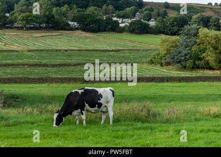 Eine Friesische Kuh (UK) essen Gras auf einem Bauernhof in Yorkshire. Stockfoto