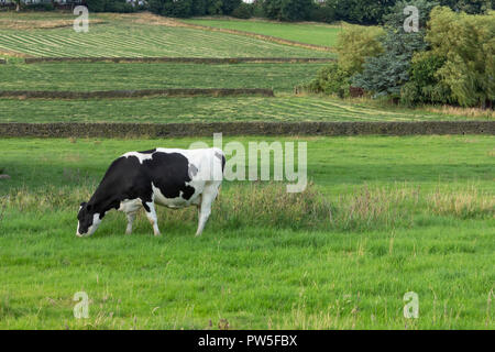 Eine Friesische Kuh (UK) essen Gras auf einem Bauernhof in Yorkshire. Stockfoto