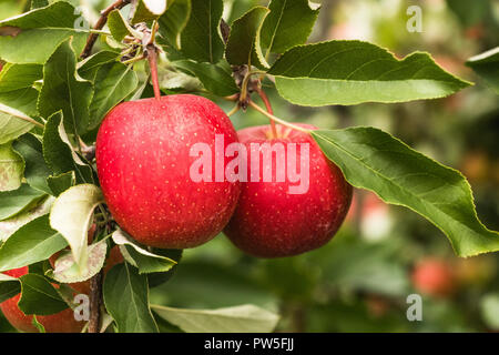 Zwei rote Äpfel auf dem Baum - Obstgarten im Herbst Stockfoto