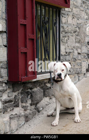 Weiß pit bull mix Hund ist auf Bürgersteig warten auf ihre Besitzer in Quebec City, Kanada sitzt Stockfoto