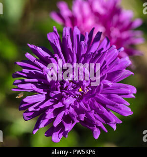 'American Verzweigen, Amerikanische Mix" China aster, Sommaraster (Callistephus chinensis) Stockfoto