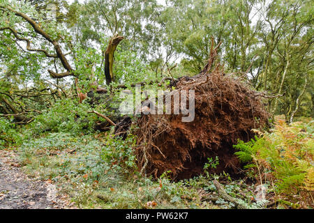 Cannock Chase, Staffordshire, 13. Oktober 2018. Sturm Callum entwurzelt, 400 Jahre alten Eichen in Brocton Niederwald, Cannock Chase. Die starken Winde waren zu viel für diese alten Baum zu Kredit: Daniel James Armishaw/Alamy Leben Nachrichten verarbeiten Stockfoto