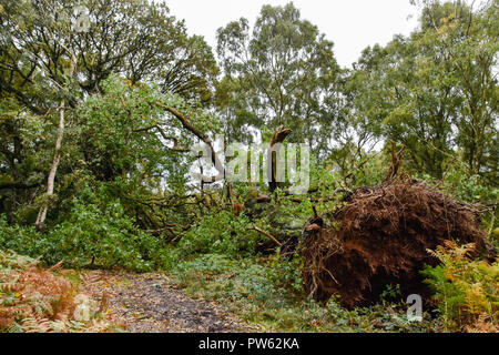 Cannock Chase, Staffordshire, 13. Oktober 2018. Sturm Callum entwurzelt, 400 Jahre alten Eichen in Brocton Niederwald, Cannock Chase. Die starken Winde waren zu viel für diese alten Baum zu Kredit: Daniel James Armishaw/Alamy Leben Nachrichten verarbeiten Stockfoto