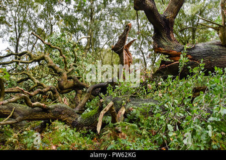 Cannock Chase, Staffordshire, 13. Oktober 2018. Sturm Callum entwurzelt, 400 Jahre alten Eichen in Brocton Niederwald, Cannock Chase. Die starken Winde waren zu viel für diese alten Baum zu Kredit: Daniel James Armishaw/Alamy Leben Nachrichten verarbeiten Stockfoto