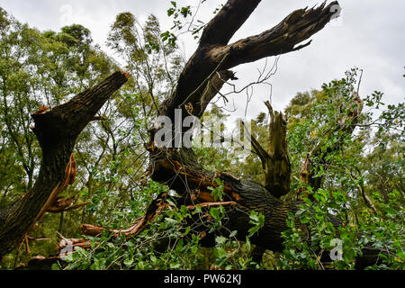 Cannock Chase, Staffordshire, 13. Oktober 2018. Sturm Callum entwurzelt, 400 Jahre alten Eichen in Brocton Niederwald, Cannock Chase. Die starken Winde waren zu viel für diese alten Baum zu Kredit: Daniel James Armishaw/Alamy Leben Nachrichten verarbeiten Stockfoto