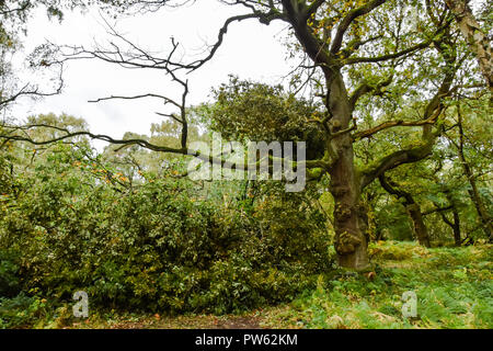 Cannock Chase, Staffordshire, 13. Oktober 2018. Sturm Callum entwurzelt, 400 Jahre alten Eichen in Brocton Niederwald, Cannock Chase. Die starken Winde waren zu viel für diese alten Baum zu Kredit: Daniel James Armishaw/Alamy Leben Nachrichten verarbeiten Stockfoto