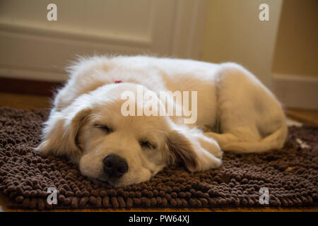 Golden Retriever Stockfoto