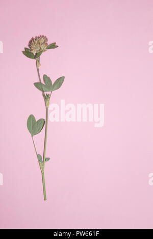 Gedrückt und Blumen von Rotklee auf rosa Hintergrund Kopie Raum, Floristik, herbarium getrocknet, Kopie Raum Stockfoto