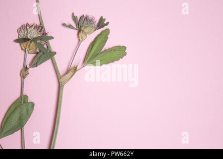 Gedrückt und Blumen von Rotklee auf rosa Hintergrund Kopie Raum, Floristik, herbarium getrocknet, Kopie Raum Stockfoto