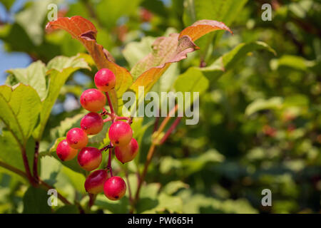 Bündel von roten Beeren im Sonnenschein. Reifenden Getreide der Pfeil - Holz, auch als schneeball Baum, Gefüllte Schneeball - Rose oder viburnum. Unfocused Garten backgroun Stockfoto