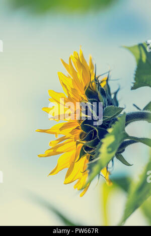 Nahaufnahme von einem einzigen großen gelben Sonnenblume, Helianthus, von Landwirten angebaut für die nahrhaften Samen und Sonnenblumenöl, Seitenansicht. Retro Effekt Stockfoto