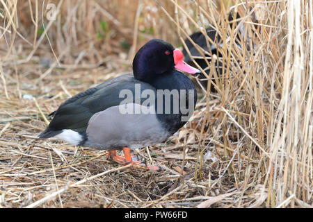 Porträt einer rosigen abgerechnet pochard (Netta peposaca) Stockfoto