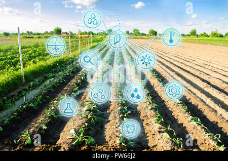 Bauernhof Feld von Kohl. Jungpflanzen. Innovationen und neue Technologien in der Landwirtschaft. Wissenschaftliche Entwicklung und Auswahl, genetische m Stockfoto