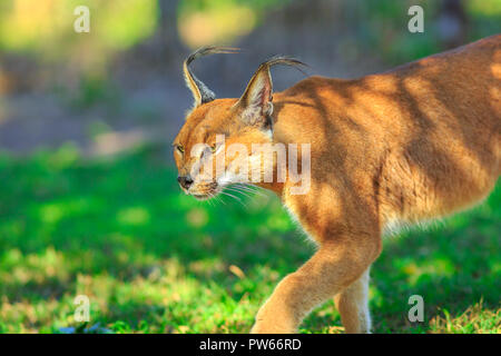 Nahaufnahme der Karakal, afrikanische Luchs. Desert cat Walking im grünen Gras Vegetation. Wilde Katze in der Natur, Südafrika. Nach Caracal Caracal outdoor. Felis caracal in verschwommenen Hintergrund. Stockfoto