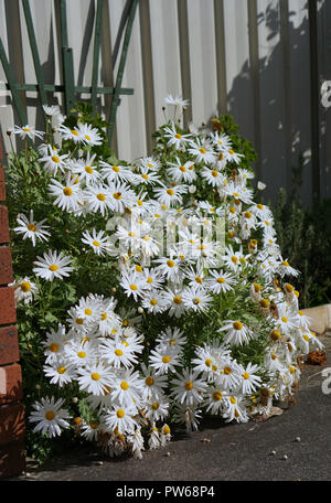 Bündel weißer Daisy Flowers an einer Ecke eines Gartens Stockfoto